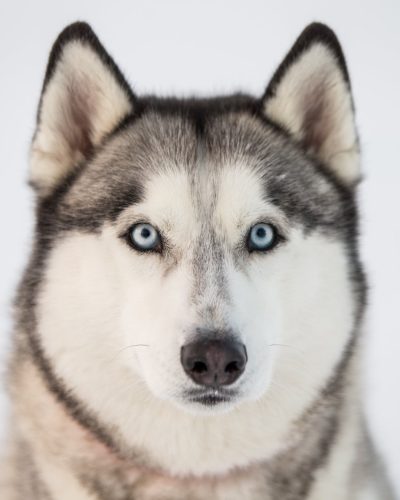husky-iceland-dogs-03