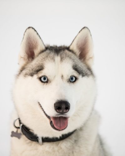 husky-iceland-dogs-04