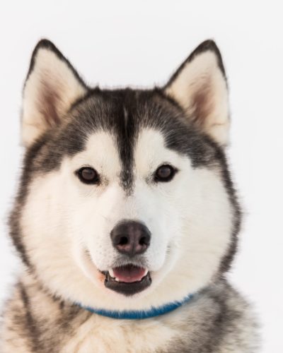 husky-iceland-dogs-05