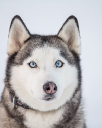 husky-iceland-dogs-06