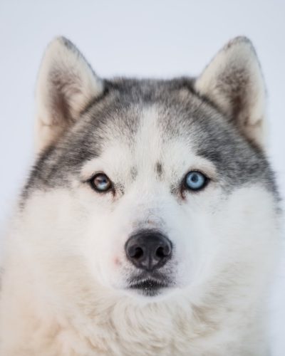 husky-iceland-dogs-07