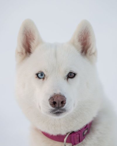 husky-iceland-dogs-08