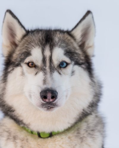 husky-iceland-dogs-09
