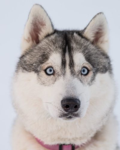 husky-iceland-dogs-10